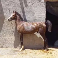 اسب|اسب و تجهیزات اسب‌سواری|شازند, |دیوار