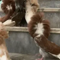 کبوتر زینتی