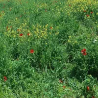 سبزه و یونجه