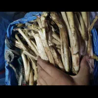 فروش عمده کنگر درجه یک