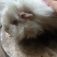 خوکچه هندی سفید|موش و خرگوش|صومعهسرا, |دیوار