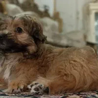 سگ شیتزوپامر با وسایل