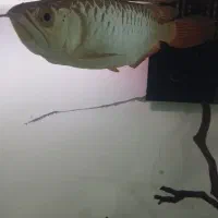 ماهی آروانا گلد هایبک بلوبیس|ماهی|ملایر, |دیوار