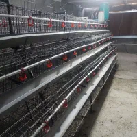 قفس مرغ تخم گذار