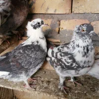 کبوتر|پرنده|قم, باجک یک|دیوار