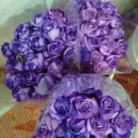 گل طبیعی رز هلندی شاخه ای 25|گل و گیاه طبیعی|رامهرمز, |دیوار