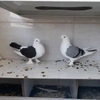 دوکت پاپر قاب به شرط تخم و جوجه