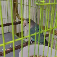 برزیلی|پرنده|اندیشه, اندیشه فاز ۲|دیوار