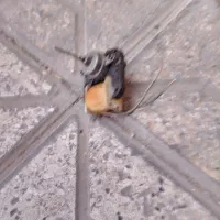 فن یخ  چال فریزر الکترواستیل