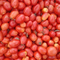 گوجه ربی