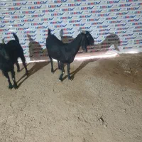 چهارعدد بز دوتا افغانی دوتا نجدی آبستن نزدیک زاه