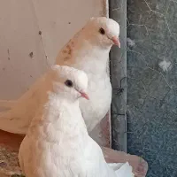 سفید تهرونی کاکلی.