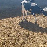 گاو جوان|حیوانات مزرعه|قم, سید معصوم|دیوار