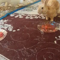 خرگوش