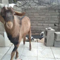 چپش و گیسه های عرب و الپاین فروشی در شهربابک|حیوانات مزرعه|سیرجان, |دیوار