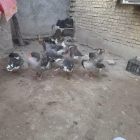 ۹عدد غاز سالم وتخم گذار|حیوانات مزرعه|سوسنگرد, |دیوار