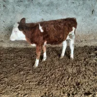 گاو گوساله|حیوانات مزرعه|مرودشت, قانون|دیوار