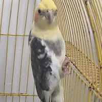 عروس هلندی سخنگو|پرنده|گرگان, |دیوار