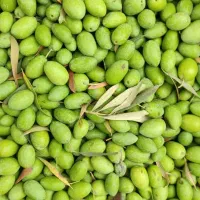 زیتون طارم به همراه دستگاه زیتون شکن رایگان|حراج|رشت, نظری|دیوار