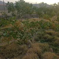 باغ در شهر یامچی به متراژ 1200متر امتیاز آبیاری|فروش خانه و ویلا|یامچی, |دیوار