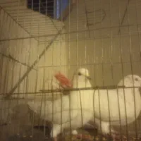 کبوتر|پرنده|اصفهان, ناصرخسرو|دیوار