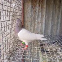 سرسرخ نرکلاهی|پرنده|راین, |دیوار