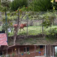 اجاره ویلاوکلبه جنگلی در ماسال معمولی واستخروجکوزی|اجارهٔ کوتاهمدت ویلا و باغ|ماسال, |دیوار