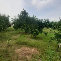 ویلا باغ ۲۰۰۰ متری /سند و جواز ساخت/یه ربع تا ساحل|فروش خانه و ویلا|سرخرود, |دیوار