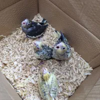 جوجه عروس هلندی