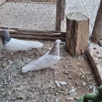 باشلی نروماده|پرنده|آذرشهر, |دیوار