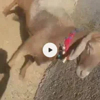 شیشک قوچ چینی