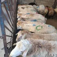 فقط دام زنده کوهستان استفادکن گوشت بره نر ارگانیک