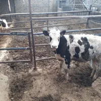 گوساله ماده جنس خوب