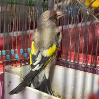 سهره کرمونی دهنزن دورگ پشت گلی پشت گل کامل خط سیاه|پرنده|خور (فارس), |دیوار