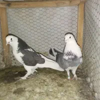 کبوتر تهرونی