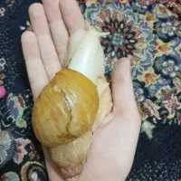 واگذار حلزون