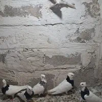 کبوتر