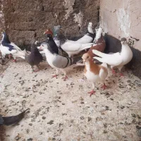 ۱۲ عدد کفتر ماده پرشی