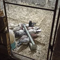 کبوتر تهرانی|پرنده|مبارکه, |دیوار