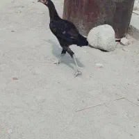 ۲ مرغ با ۵ جوجه فروشی با قیمت مناسب|حیوانات مزرعه|کنارک, |دیوار