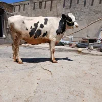 تلیسه ۸ماه آبستن عروسک