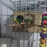 گرینچک معاوضه با سهره نشون دار|پرنده|تهران, پردیسان|دیوار