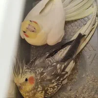 جفت مولد عروس هلندی با سه تا جوجه قفس
