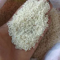 نیم دانه صدری هاشمی