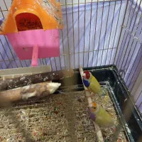 فنچ گلدین  ۲ جفت|پرنده|خوی, |دیوار