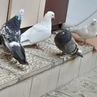 کفتر|پرنده|رباطکریم, منجیل آباد|دیوار