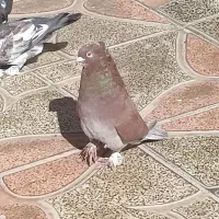 کبوتر|پرنده|یاسوج, |دیوار