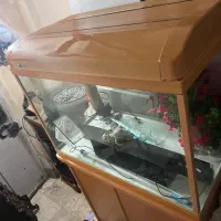 فروش آکواریوم کامل با میز و لوازم|ماهی|رشت, حمیدیان|دیوار