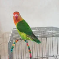 فروش ماده کوتوله برزیلی قیمت ۶۰۰ هزار