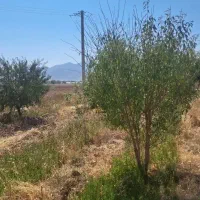 باغ ۸۰۰ متری